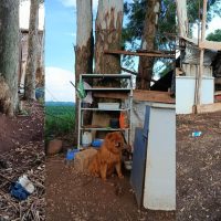 Imagem referente a Cachorros estão abandonados e acorrentados às margens da BR-467, em Cascavel
