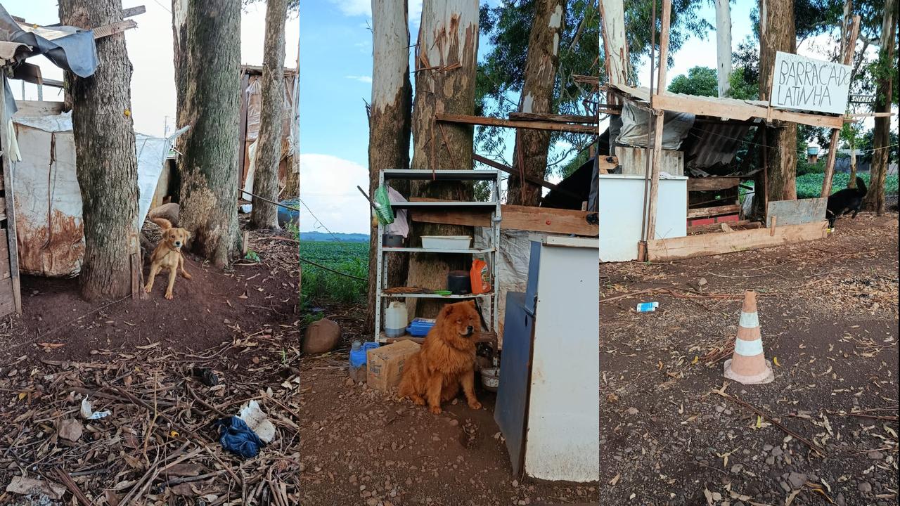Imagem referente a Cachorros estão abandonados e acorrentados às margens da BR-467, em Cascavel