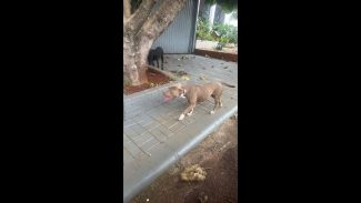 Cachorra é encontrada no bairro Colonial Imagem referente a Cachorra é encontrada no bairro Colonial