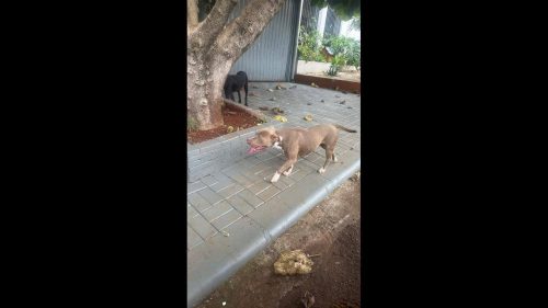 Cachorra é encontrada no bairro Colonial Imagem referente a Cachorra é encontrada no bairro Colonial