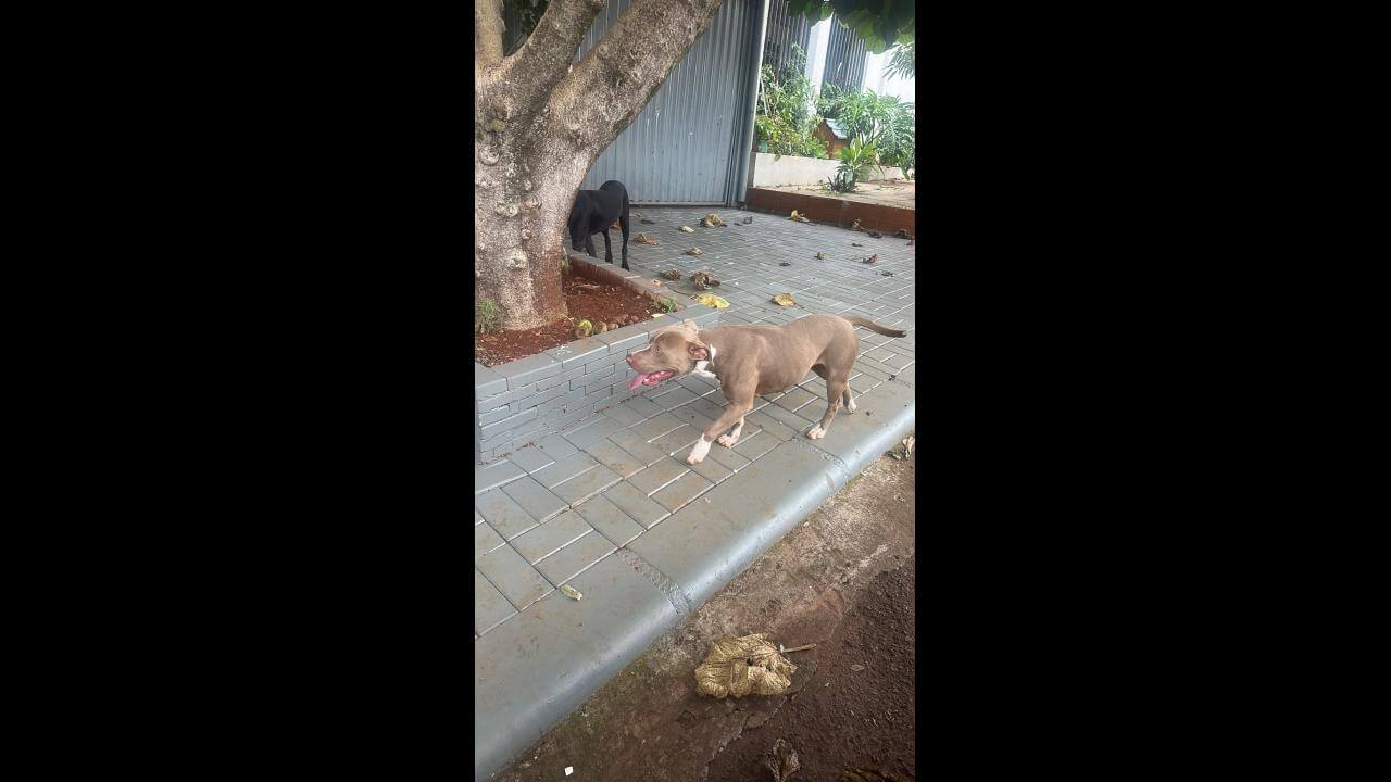 Cachorra é encontrada no bairro Colonial Cachorra é encontrada no bairro Colonial
