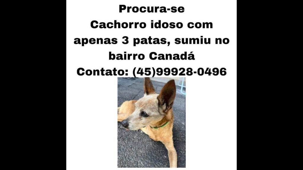 Cachorro Alvim ( tem só 3 patinhas) desapareceu no bairro Canadá
