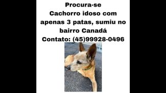 Cachorro Alvim ( tem só 3 patinhas) desapareceu no bairro Canadá Imagem referente a Cachorro Alvim ( tem só 3 patinhas) desapareceu no bairro Canadá