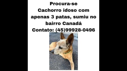 Cachorro Alvim ( tem só 3 patinhas) desapareceu no bairro Canadá Imagem referente a Cachorro Alvim ( tem só 3 patinhas) desapareceu no bairro Canadá