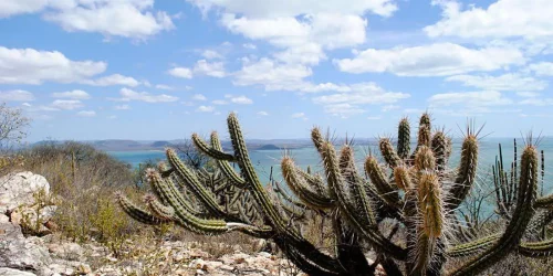 Ameaçada de desertificação, Caatinga terá área recuperada Imagem referente a Ameaçada de desertificação, Caatinga terá área recuperada