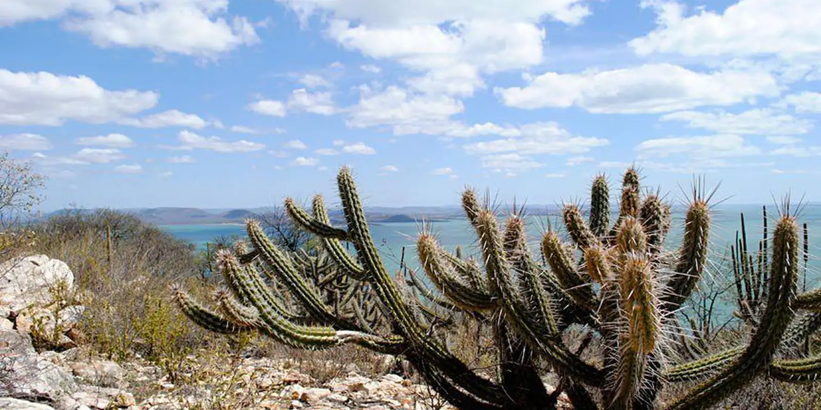 Ameaçada de desertificação, Caatinga terá área recuperada Ameaçada de desertificação, Caatinga terá área recuperada