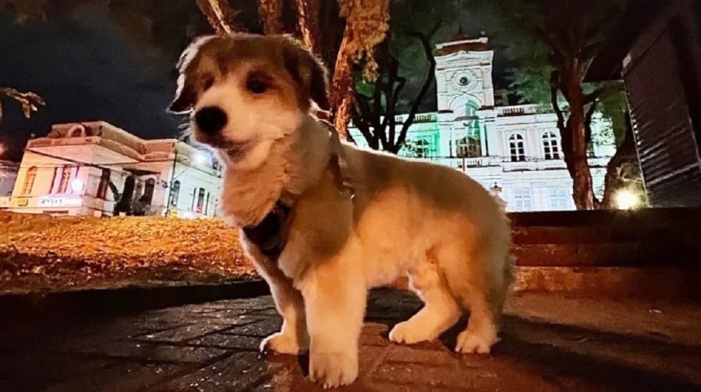 Jajá: Aos 25 anos, morre cãozinho mascote que era um dos mais velhos do PR