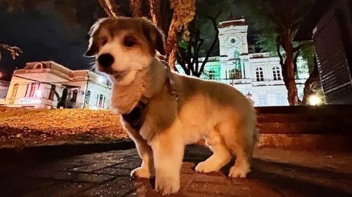 Jajá: Aos 25 anos, morre cãozinho mascote que era um dos mais velhos do PR Jajá: Aos 25 anos, morre cãozinho mascote que era um dos mais velhos do PR