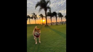 Cachorro desapareceu no bairro Country Imagem referente a Cachorro desapareceu no bairro Country