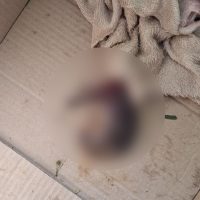 Gato decapitado: Polícia Civil descarta maus-tratos Imagem referente a Gato decapitado: Polícia Civil descarta maus-tratos