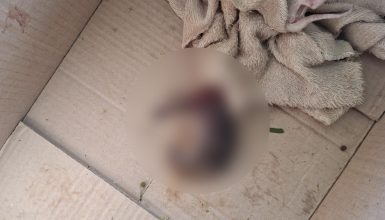 Imagem referente a Gato decapitado: Polícia Civil descarta maus-tratos