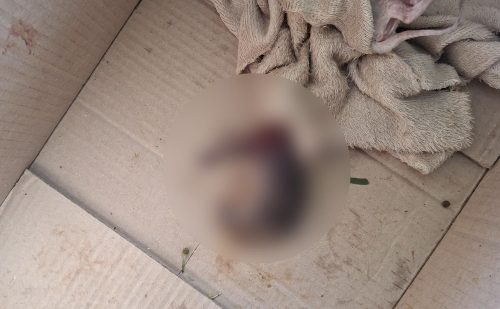 Gato decapitado: Polícia Civil descarta maus-tratos Imagem referente a Gato decapitado: Polícia Civil descarta maus-tratos