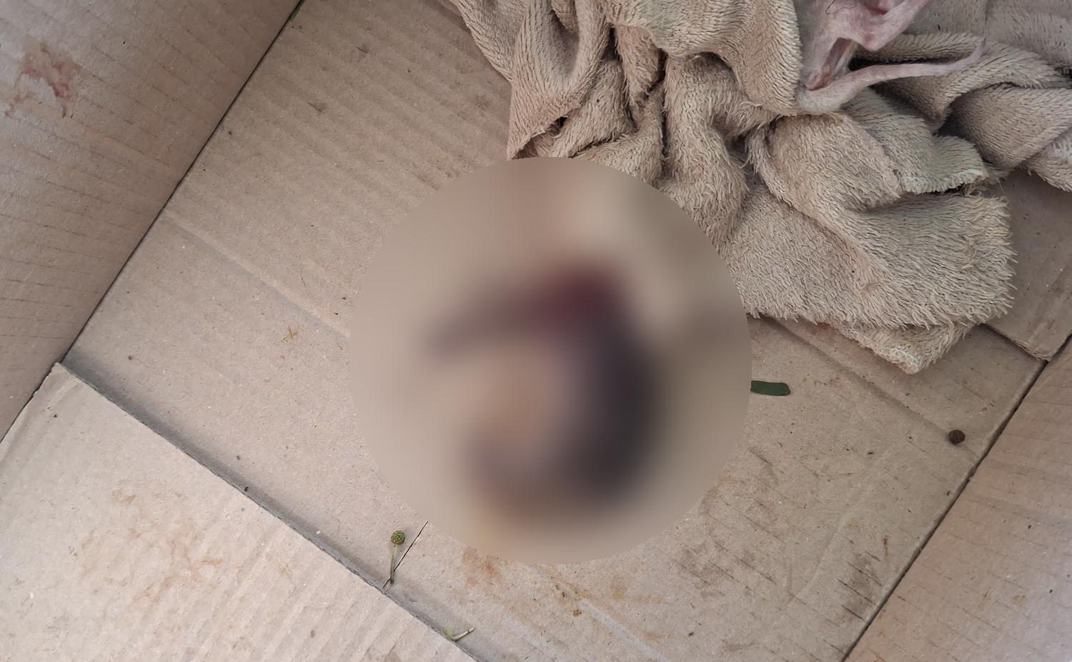 Gato decapitado: Polícia Civil descarta maus-tratos Imagem referente a Gato decapitado: Polícia Civil descarta maus-tratos