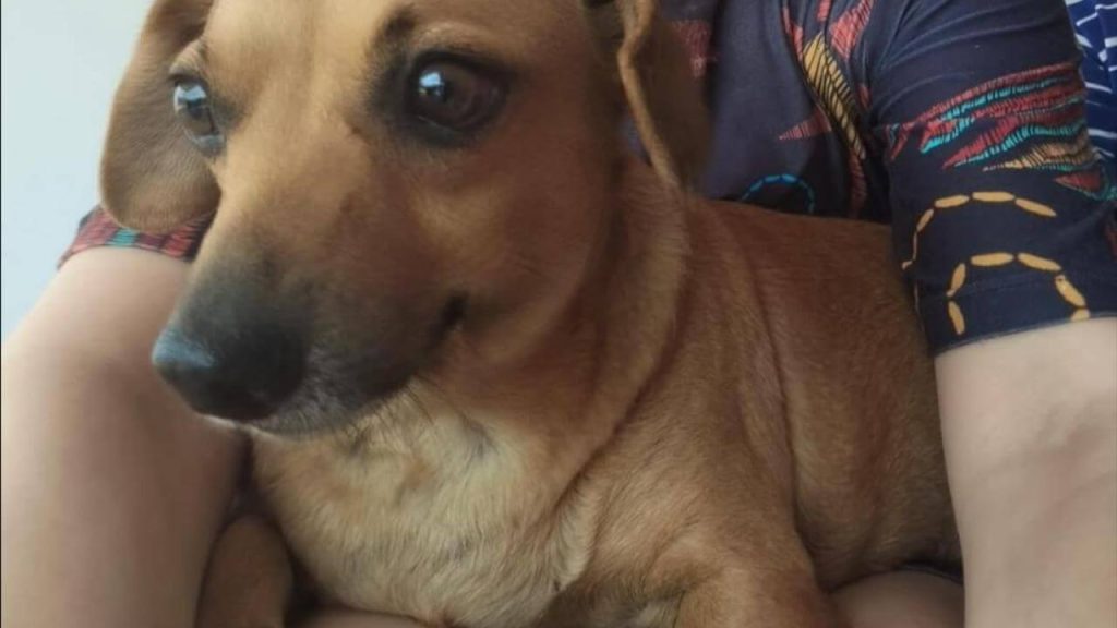 Cachorro Zoiudo desapareceu no bairro Cataratas