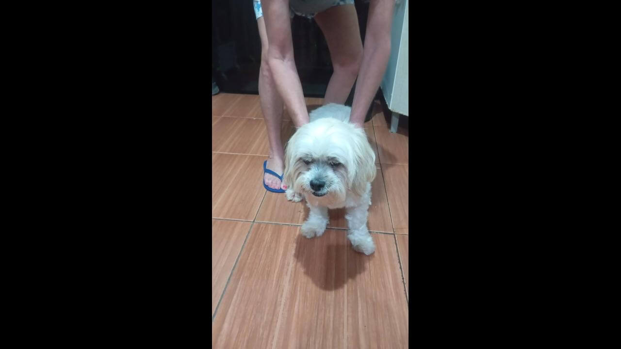 Cachorro é encontrado no bairro Alto Alegre