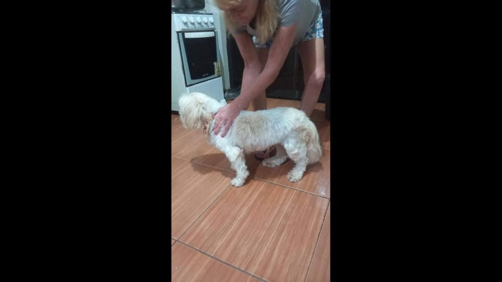 Cachorro é encontrado no bairro Alto Alegre