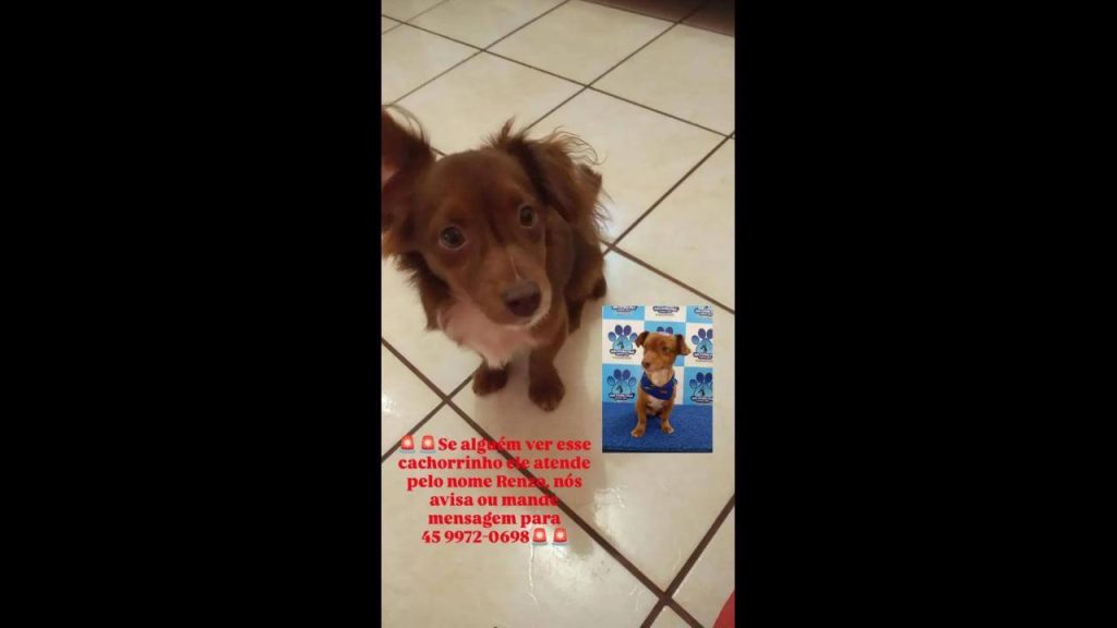 Cachorro Renzo desapareceu no bairro Floresta