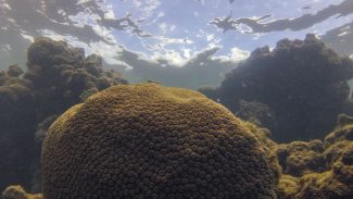 El Niño afeta ecossistema marinho no Oceano Atlântico, diz estudo