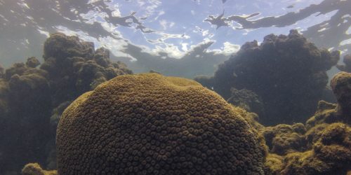 El Niño afeta ecossistema marinho no Oceano Atlântico, diz estudo Imagem referente a El Niño afeta ecossistema marinho no Oceano Atlântico, diz estudo