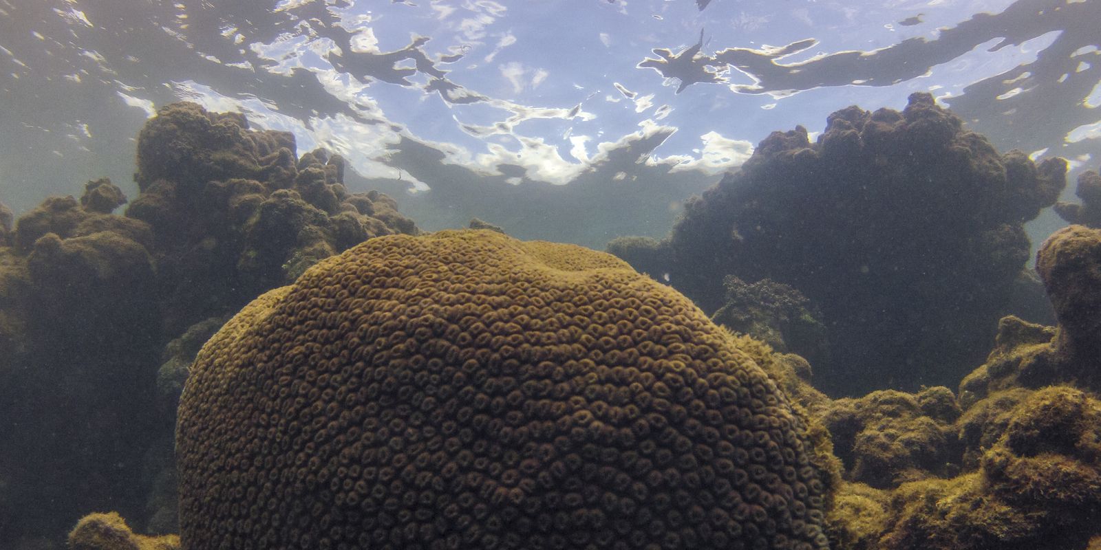 El Niño afeta ecossistema marinho no Oceano Atlântico, diz estudo