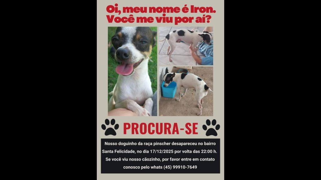 Cachorro Iron desapareceu no bairro Santa Felicidade