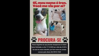 Cachorro Iron desapareceu no bairro Santa Felicidade Imagem referente a Cachorro Iron desapareceu no bairro Santa Felicidade