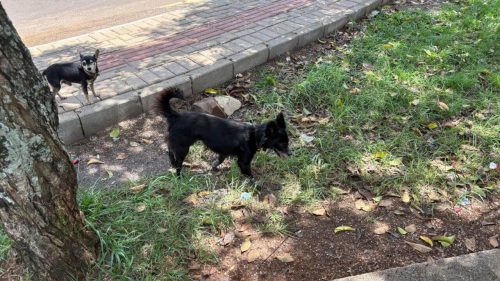 Cachorro é encontrado no bairro Universitário Imagem referente a Cachorro é encontrado no bairro Universitário