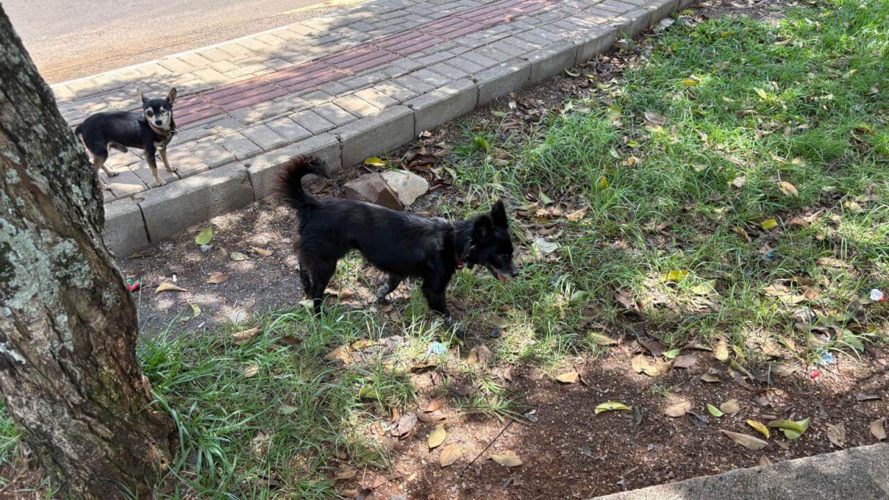 Cachorro é encontrado no bairro Universitário Cachorro é encontrado no bairro Universitário