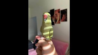 Papagaio Janja desapareceu no bairro Pioneiros Catarinenses Imagem referente a Papagaio Janja desapareceu no bairro Pioneiros Catarinenses