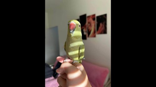 Papagaio Janja desapareceu no bairro Pioneiros Catarinenses Imagem referente a Papagaio Janja desapareceu no bairro Pioneiros Catarinenses