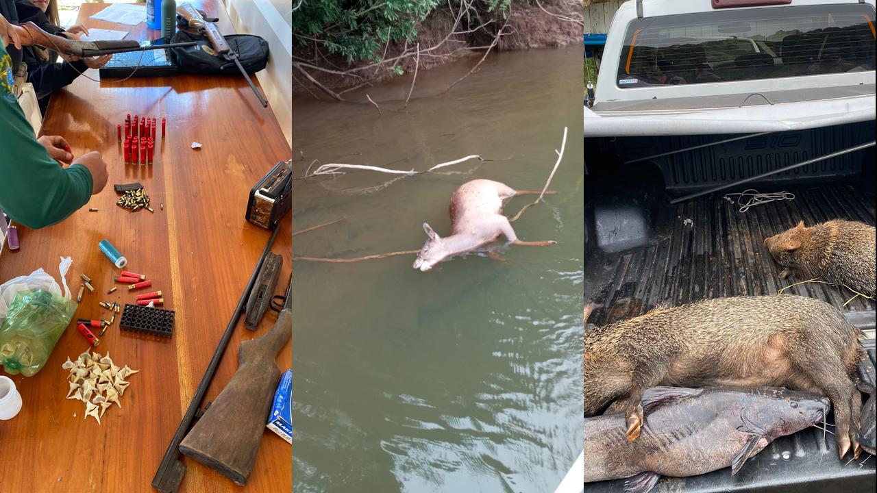 PF deflagra operação para combater a caça ilegal no Parque Nacional do Iguaçu PF deflagra operação para combater a caça ilegal no Parque Nacional do Iguaçu