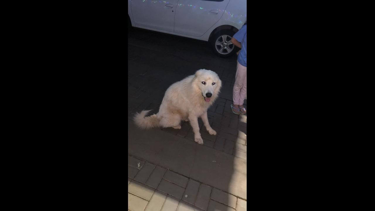 Cachorro é encontrado no bairro Parque Verde