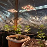 Estufa de maconha é descoberta e homem admite cultivo para uso próprio Imagem referente a Estufa de maconha é descoberta e homem admite cultivo para uso próprio