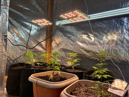 Estufa de maconha é descoberta e homem admite cultivo para uso próprio Imagem referente a Estufa de maconha é descoberta e homem admite cultivo para uso próprio