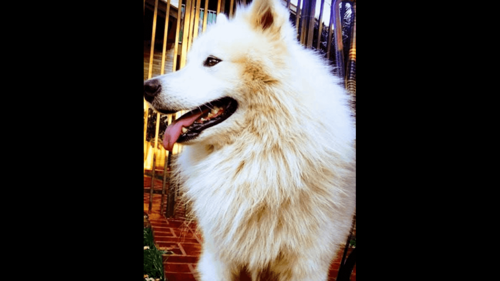 Cachorro Simba desapareceu no bairro Recanto Tropical