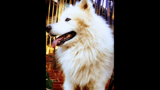 Cachorro Simba desapareceu no bairro Recanto Tropical Imagem referente a Cachorro Simba desapareceu no bairro Recanto Tropical