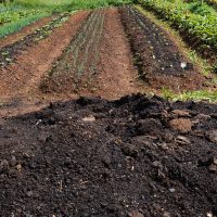 Imagem referente a CMN amplia socorro a produtores afetados pelo clima