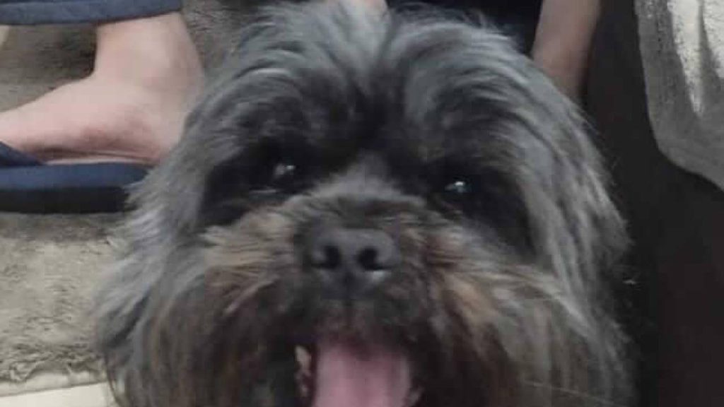 Cachorro Leon desapareceu no bairro Pioneiros Catarinenses