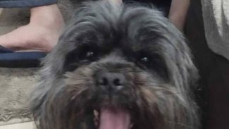 Cachorro Leon desapareceu no bairro Pioneiros Catarinenses Imagem referente a Cachorro Leon desapareceu no bairro Pioneiros Catarinenses