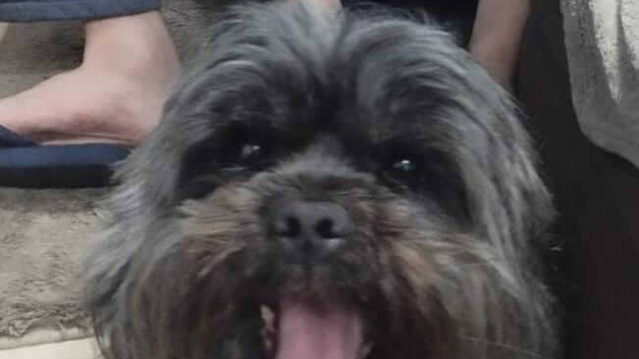 Cachorro Leon desapareceu no bairro Pioneiros Catarinenses