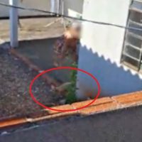 Vídeo mostra animal sendo vítima de maus-tratos em Cascavel Imagem referente a Vídeo mostra animal sendo vítima de maus-tratos em Cascavel