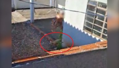 Vídeo mostra animal sendo vítima de maus-tratos em Cascavel Imagem referente a Vídeo mostra animal sendo vítima de maus-tratos em Cascavel