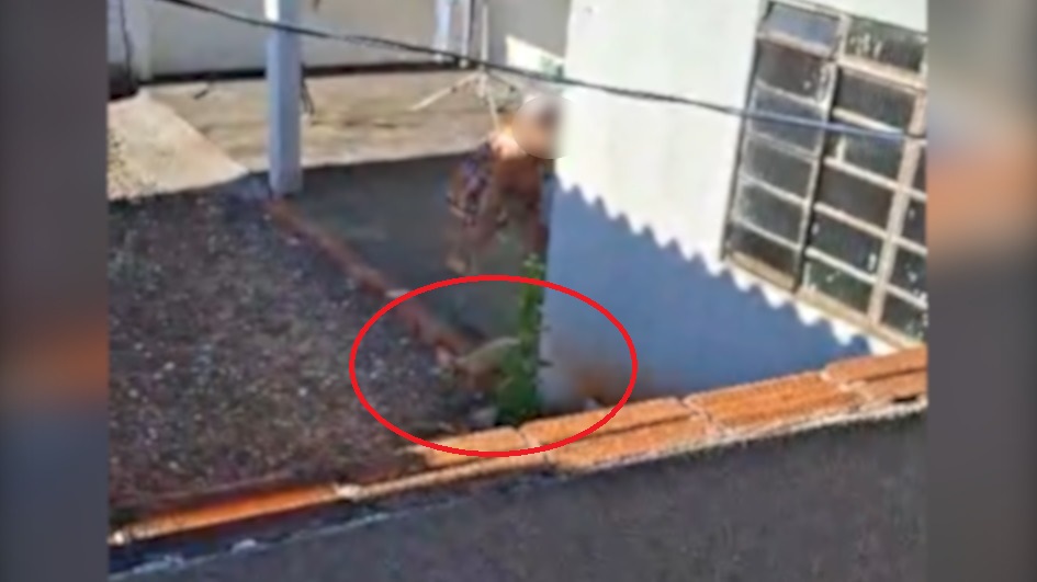 Vídeo mostra animal sendo vítima de maus-tratos em Cascavel Imagem referente a Vídeo mostra animal sendo vítima de maus-tratos em Cascavel