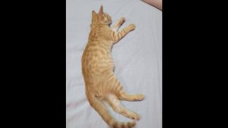 Imagem referente a Gato é encontrado no bairro Santa Cruz