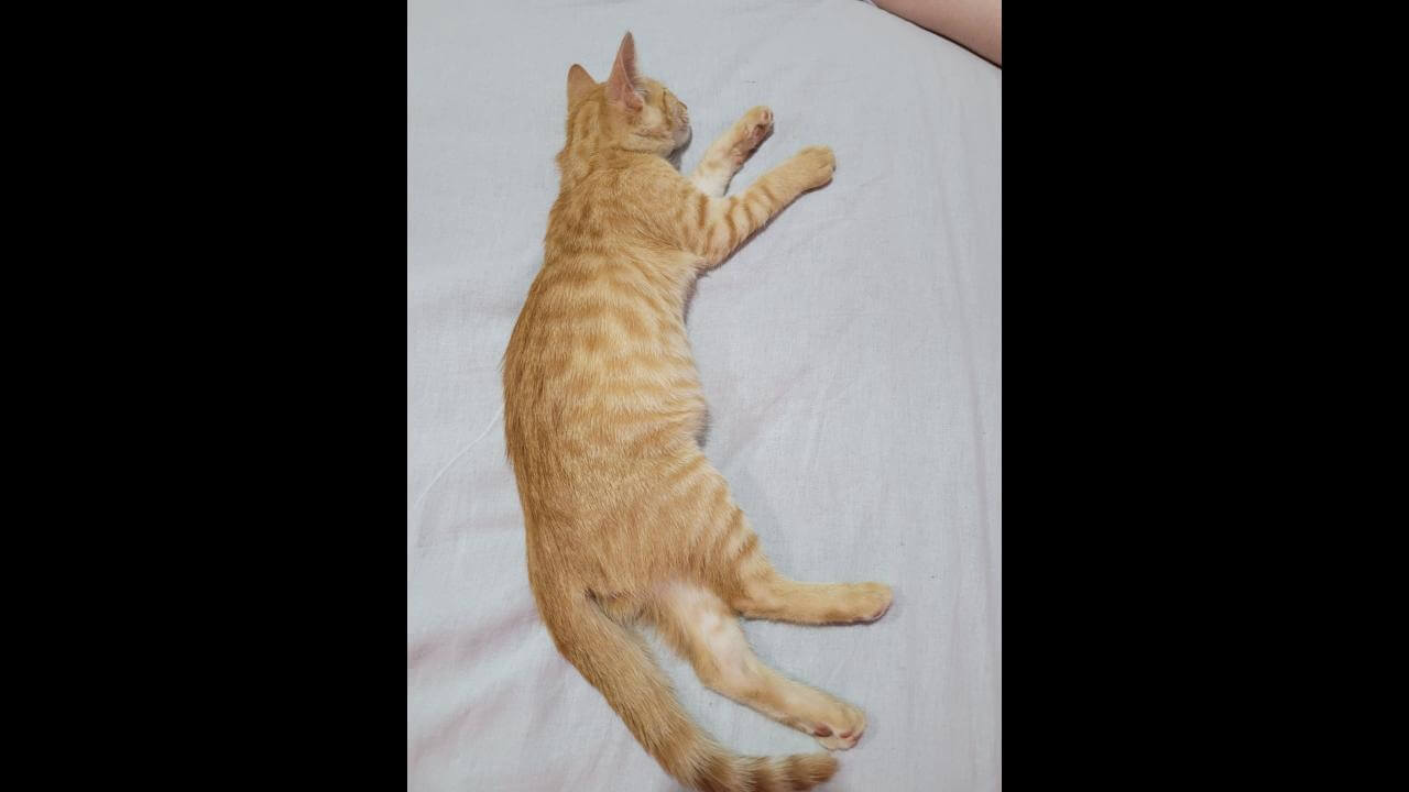 Gato é encontrado no bairro Santa Cruz Gato é encontrado no bairro Santa Cruz