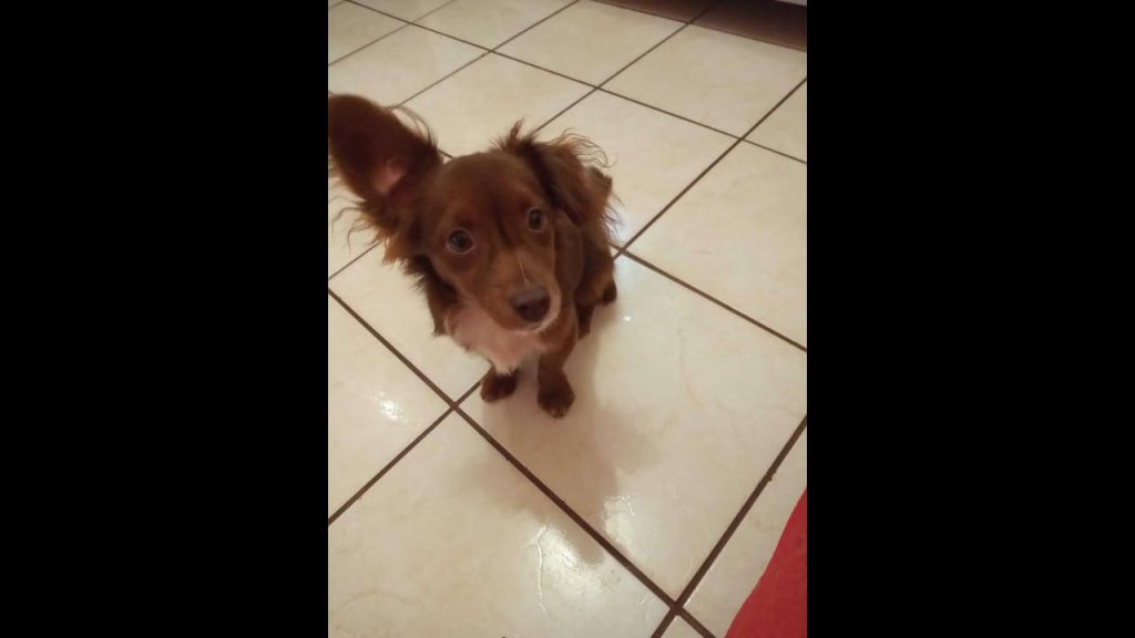 Cachorro é encontrado no bairro Floresta