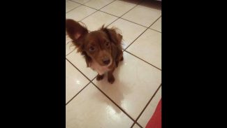 Imagem referente a Cachorro é encontrado no bairro Floresta