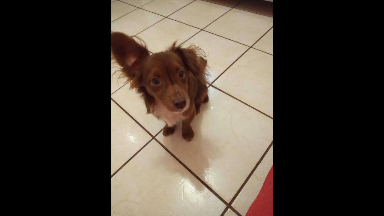 Cachorro é encontrado no bairro Floresta Cachorro é encontrado no bairro Floresta