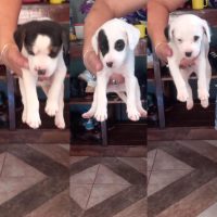 Imagem referente a Fofura! Cinco filhotes estão para adoção em Cascavel