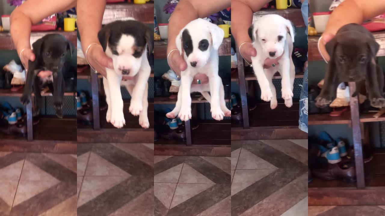 Imagem referente a Fofura! Cinco filhotes estão para adoção em Cascavel